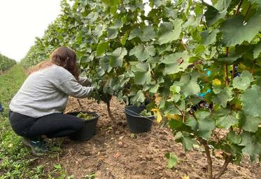 Grâce à cette dérogation, les vendangeurs pourront travailler au-delà de 48 heures hebdomadaires.