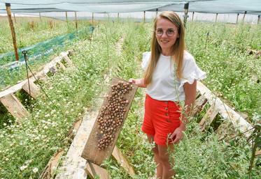 Le 18 juillet, à Ouerray. Marion Gauthier s'est lancée dans l'élevage d'escargots qu'elle va transformer pour les fêtes.