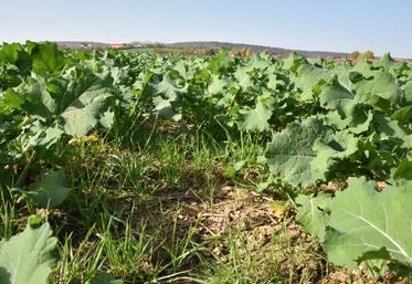 Vulpin dans du colza.
