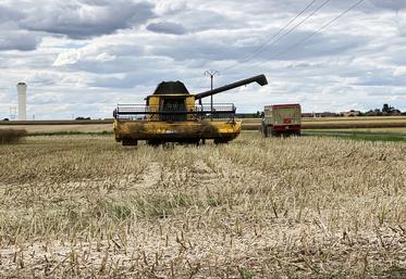 Les rendements des moissons de la campagne 2023 sont hétérogènes en Loir-et-Cher. 