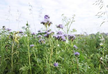 Des dérogations Cipan sous certaines conditions ont été obtenues par la profession agricole. 