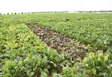 Le 13 juillet à Estrées-Saint-Denis (Oise). Pratiquée le 25 mai dernier, l'inoculation des pucerons virulifères au champ permet de mener depuis, diverses analyses.