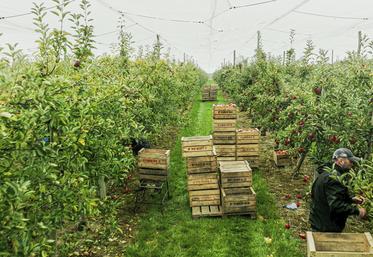 Le Val-d’Oise est le premier département arboricole d’Île-de-France avec une superficie d’environ 400 hectares sur les 823 que compte la région.