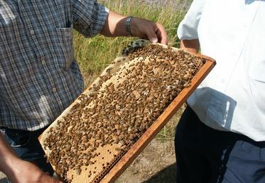 La miellée de colza est devenue la plus produite dans l'Hexagone. 
