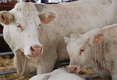 Les bovins sont tous concernés par la contractualisation obligatoire.