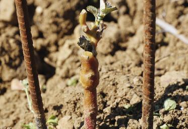 Arrachage de la vieille vigne, préparation et repos du sol, bonnes pratiques de plantation : tout compte pour faire en sorte que la nouvelle plantation s’enracine bien et pour longtemps.