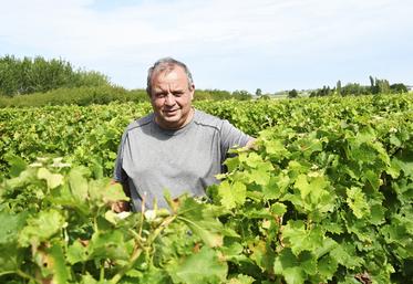 Denis Bourdin, viticulteur à Couddes est satisfait de cette année 2023 dans les vignes. Il espère que les vendanges de début septembre seront correctes. 