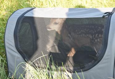 Au printemps dernier, 180 faons ont été mis en sécurité avant la fauche. 
