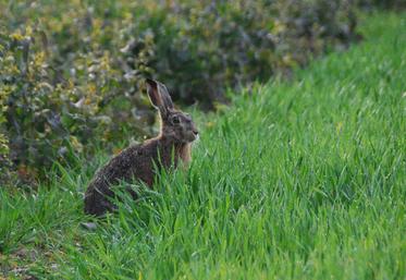 La campagne de chasse 2023-2024 a ouvert dimanche dernier.