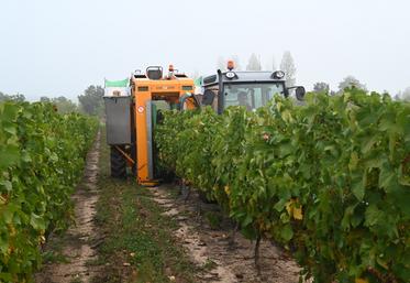 Reynald Drucy, viticulteur à Ouchamps, a démarré les vendanges lundi 11 septembre. 