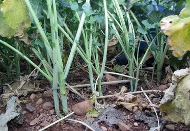 Colzas avec élongation à l'automne. 