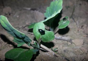 L’altise d’hiver adulte est active surtout dans les premières heures qui suivent la tombée de la nuit.