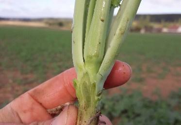 Au-delà de 8 feuilles, le régulateur n'empêche pas les élongations qui sont bien souvent déjà amorcées.