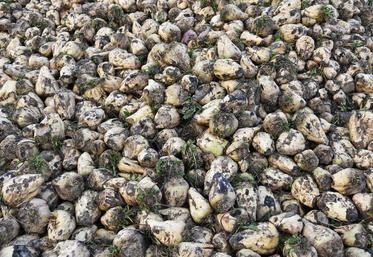 L’objectif de prix fixé devrait être supérieur à 45 euros la tonne de betteraves pour 2023.