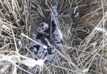 La campagne de suivi des busards 2023 est terminée et elle montre que 163 jeunes busards ont été observés à l'envol cette année.