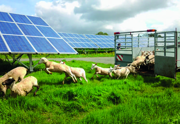La FNO a rédigé des documents précisant sa vision pour le développement de projets alliant production d’énergie solaire au sol et élevage ovin.