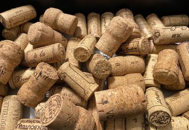 La production de liège française a augmenté de 10 % en 2023 malgré la sécheresse.