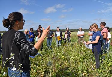 À Buchelay (Yvelines), le 28 septembre. Après les semis de Cipan fin juin, les parties prenantes sont venues faire les premières constatations. 