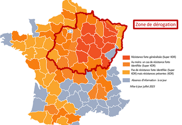 Carte des résistances de la grosse altise aux pyréthrinoïdes.