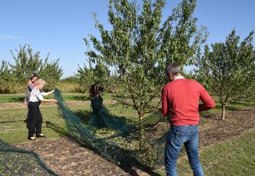 Le 10 octobre, à Guigneville. Les dernières amandes de Jean-Christophe Solon sont récoltées. Élus, membres de l'association, tout le monde met la main à la pâte.