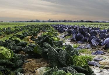 Une formation sur le désherbage en maraîchage est prévue le 27 novembre.