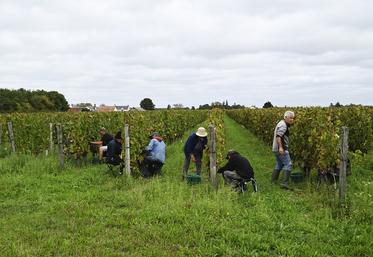 Une quinzaine de vignobles ont fait appel aux services du Groupement d'employeurs de Loir-et-Cher pour recruter des saisonniers pour les vendanges.