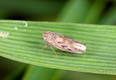 La cicadelle et le puceron occasionnent d’importants dégâts sur la production de blé, du fait des viroses qu’ils transmettent.