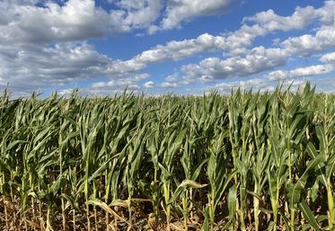 Les maïs irrigués atteignent les 110 à 120 q/ha, et les maïs non irrigués les 80 à 90 q/ha.