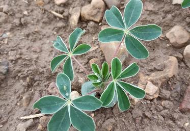 Semés fin septembre, les lupins atteignent le stade 3 à 8 feuilles.