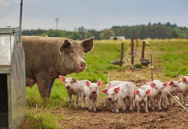 Une formation sur la biosécurité en élevage porcin est proposée par la chambre d'Agriculture. 