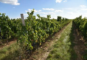 Une formation sur la taille des vignes est proposée le 11 décembre.
