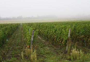 Les indices des fermages viticoles pour l'année 2023-2024 sont connus.