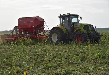 Semis direct d'orge dans un couvert.