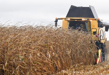 Le coup de chaleur en septembre a perturbé les chantiers de récolte du maïs.