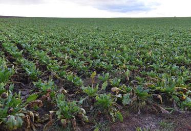 Les montants de la prime RegAg vont être étudiés prochainement. Les planteurs pourraient en bénéficier dès 2023.