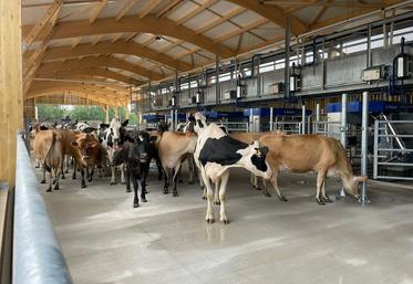 La Ferme de la Tremblaye, dans les Yvelines, dispose de six robots pour traire 220 vaches laitières deux fois par jour.