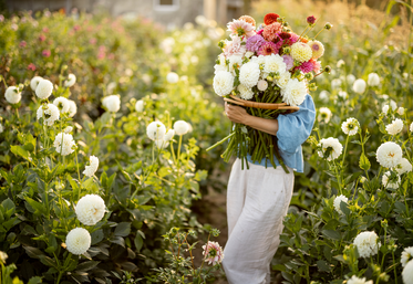 La chambre d'Agriculture organise une formation sur la valorisation de la fleur coupée en janvier prochain.