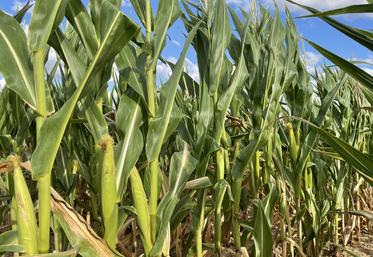 Malgré le climat, le bilan de la campagne maïs est plutôt satisfaisant en régions Centre et Île-de-France.