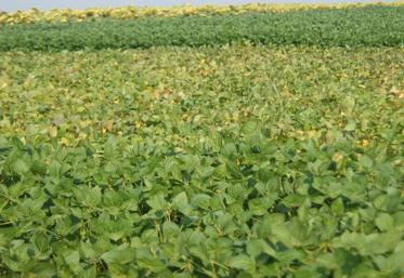 Culture de soja.