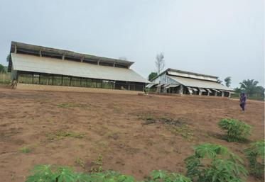 Elevage de volaille dans un poulailler africain.