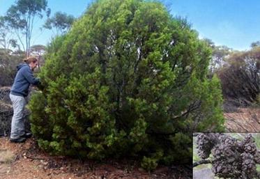 Callitris-tuberculata