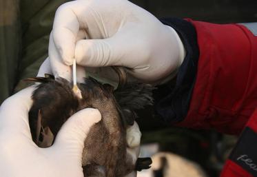 L'hypothèse la plus probable est la mutation d'un virus européen faiblement pathogène en une version fortement pathogène, puis son évolution (en H5N2, H2N9 par exemple) «à bas bruits»