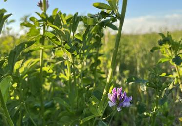 Luzerne, légumineuse.