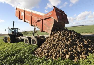 Récolte des betteraves sucrières