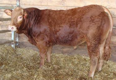 Photo d’ITABUNA (RJ) à l’Earl des 2 Censes (57) qui sera proposé à la vente et qui présente plusieurs particularités : porteur hétérozygote du gène sans corne et labellisé génomique sur ses Qualités Maternelles.