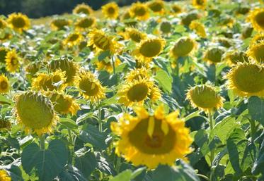 La mise en œuvre de ce Plan de Compétitivité Grandes cultures est indispensable pour éviter un agrandissement sans précédent des exploitations et la disparition de nombreux emplois qui s’en suivrait.