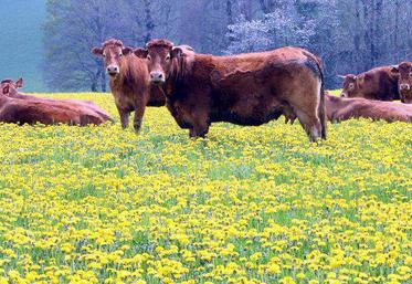 Aquitaine Limousin Poitou- Charentes : première région française pour l'élevage bovin et caprin.