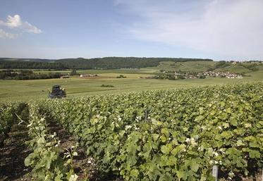 Viticulture. Vigneron dans la cabine du pulvérisateur.