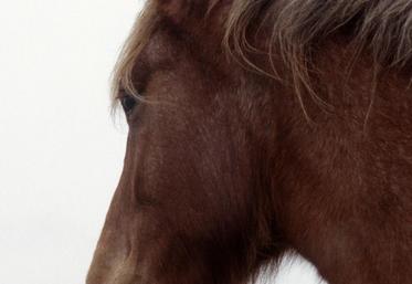 Archives. Ce cheval n'est pas le cheval malade, ce n'est pas un Haflinger mais un cheval de trait.