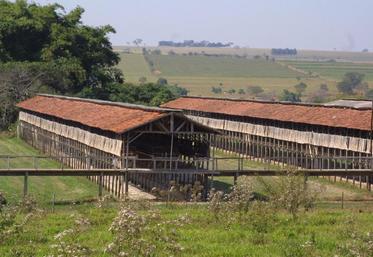 Elevage brésilienne de poules (Archives)